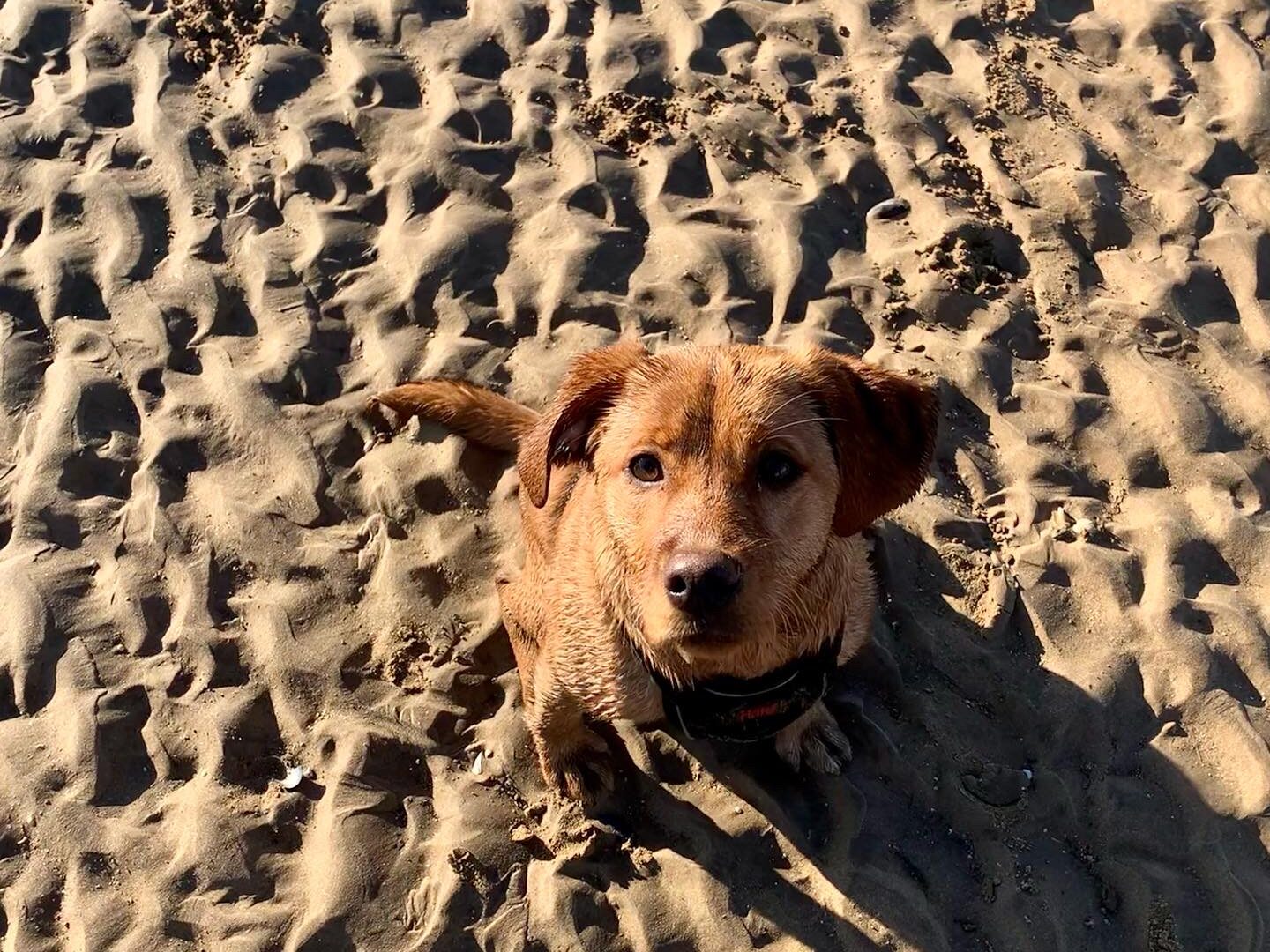 A dog sitting and staring up at the camera on a sandy beach