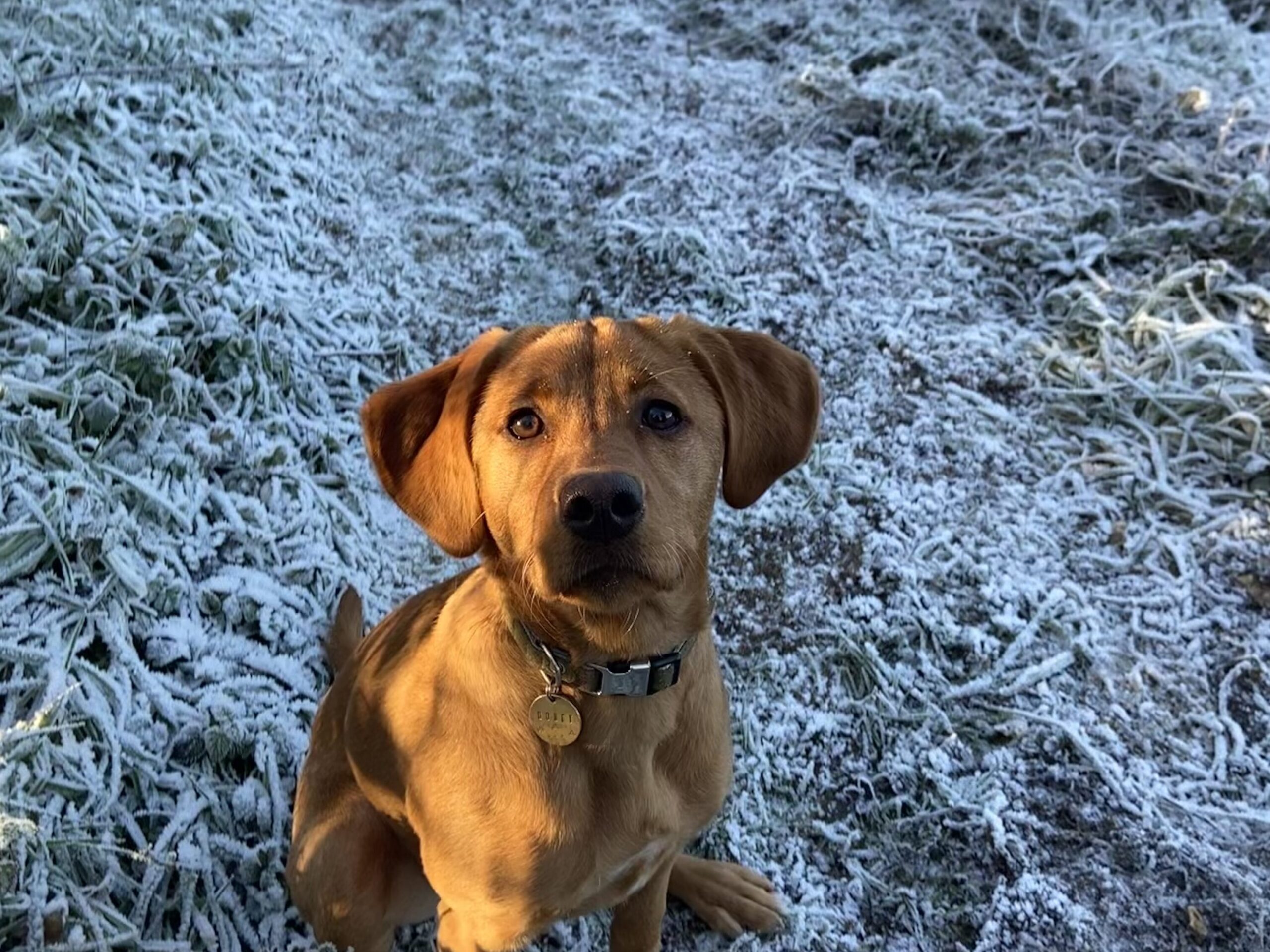 A dog looking at the camera sitting in a frost covered field
