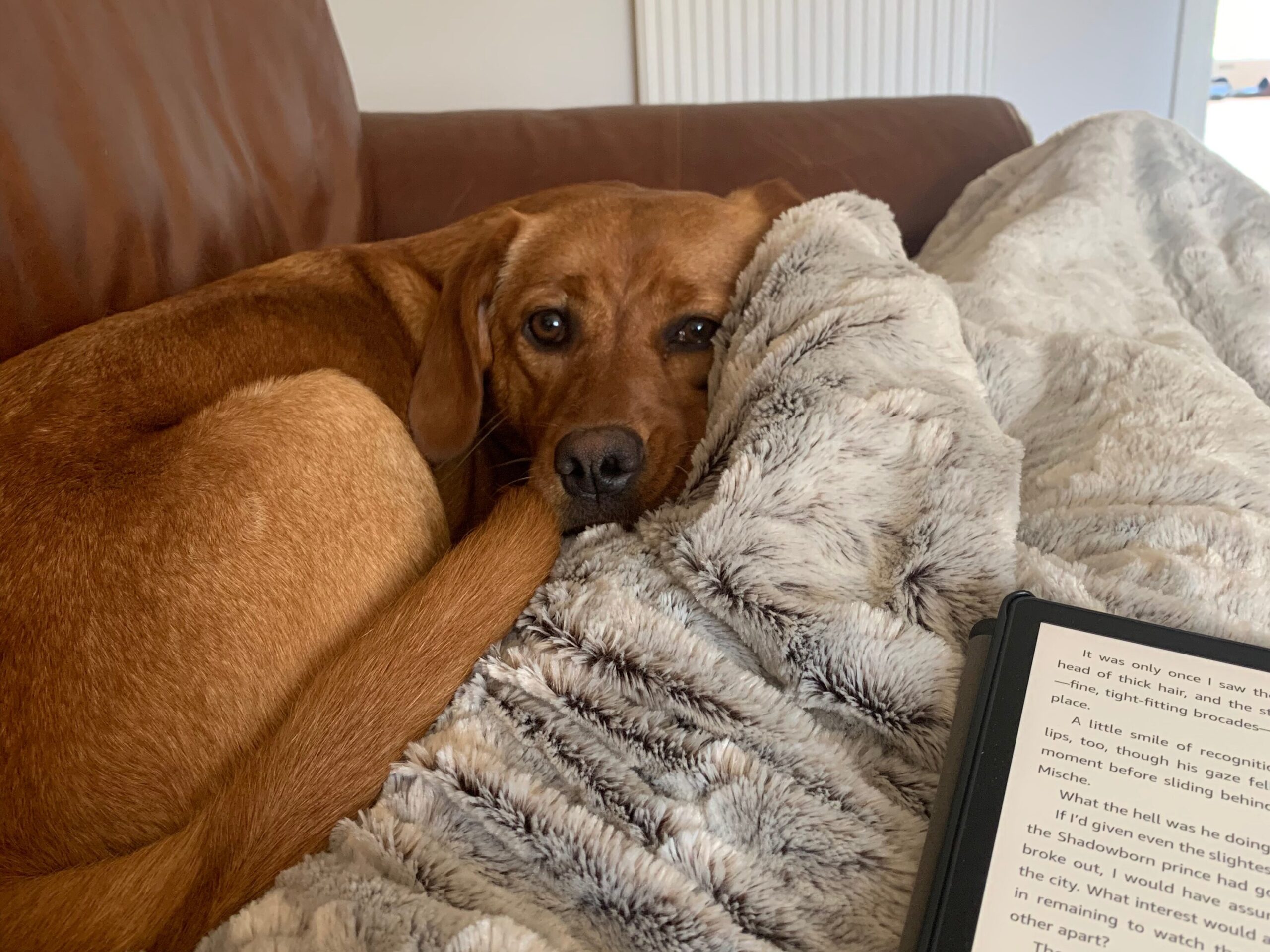 Dog on a brown leather sofa, snuggling a grey blanket with a kindle e-reader on it