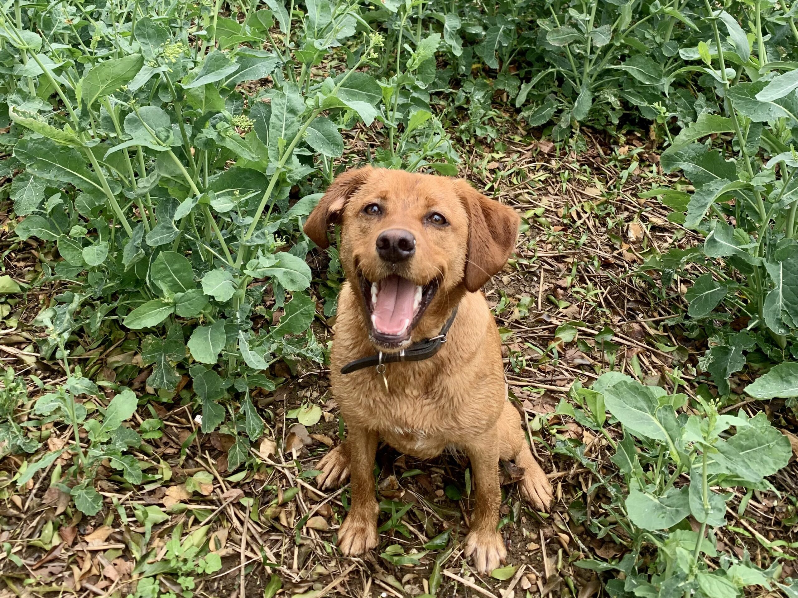 A dog in a crop field smiling at the camera