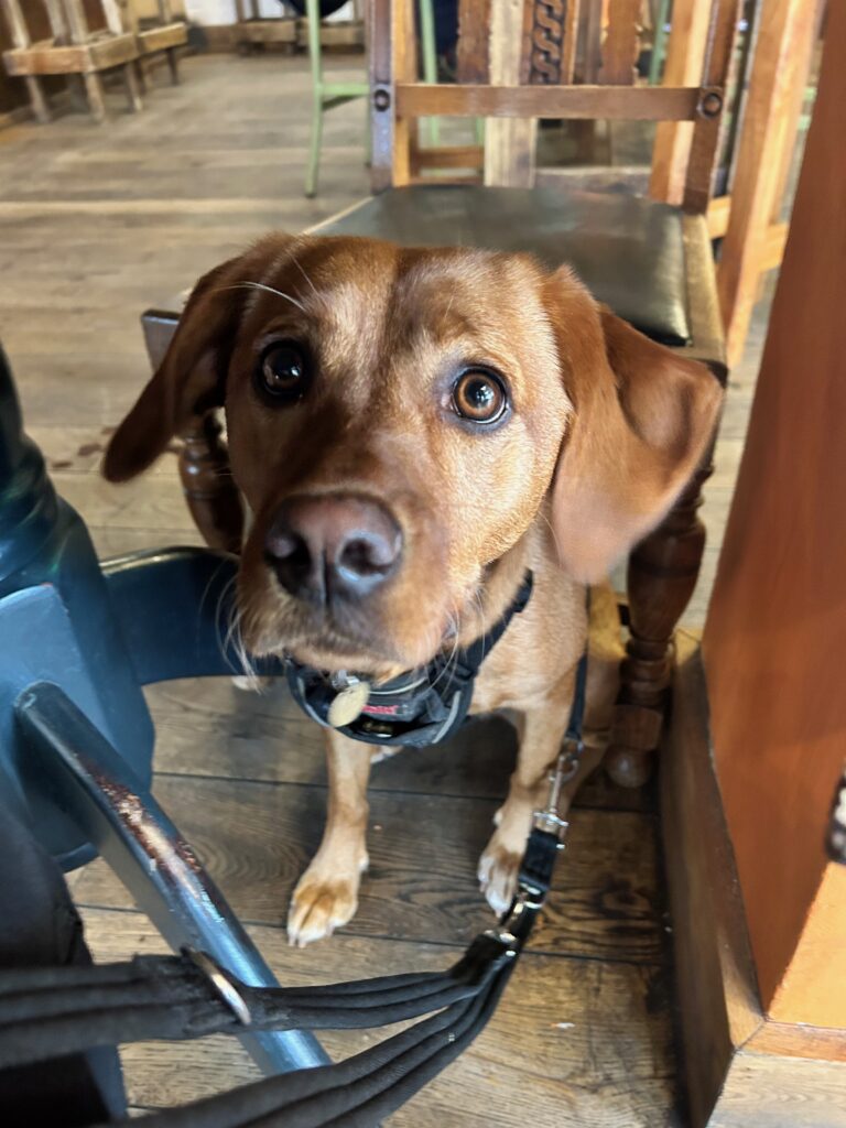 a Springador under the table in a dog friendly cafe