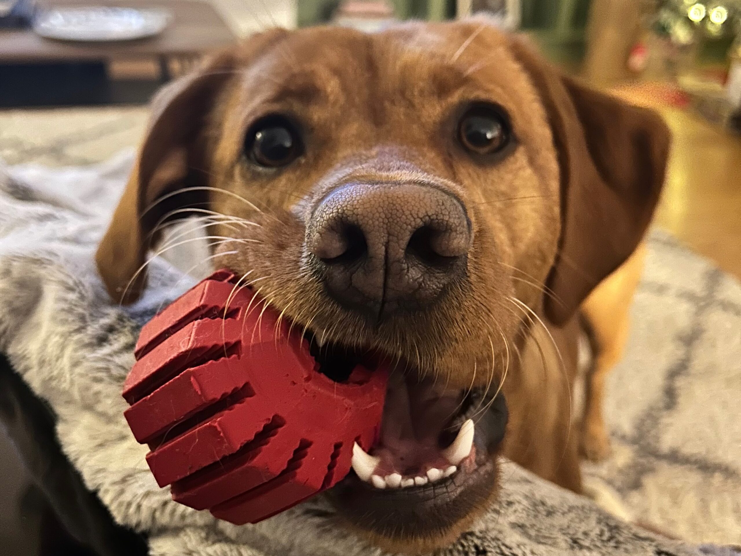 A golden coloured dog holding a red ball