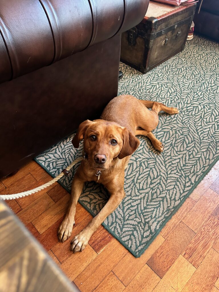 a fox red springador on in a cafe