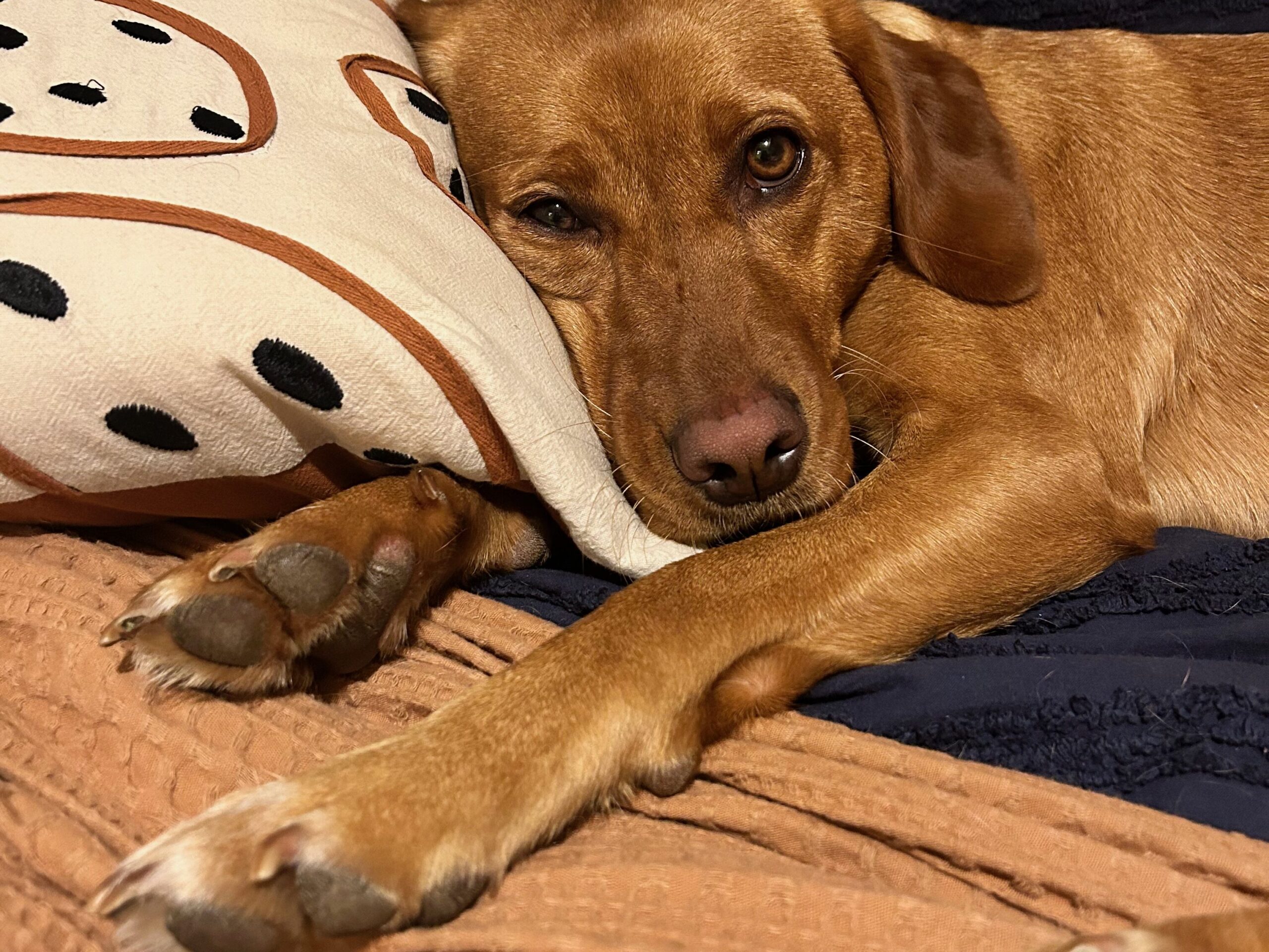 A dog relaxing on a bed