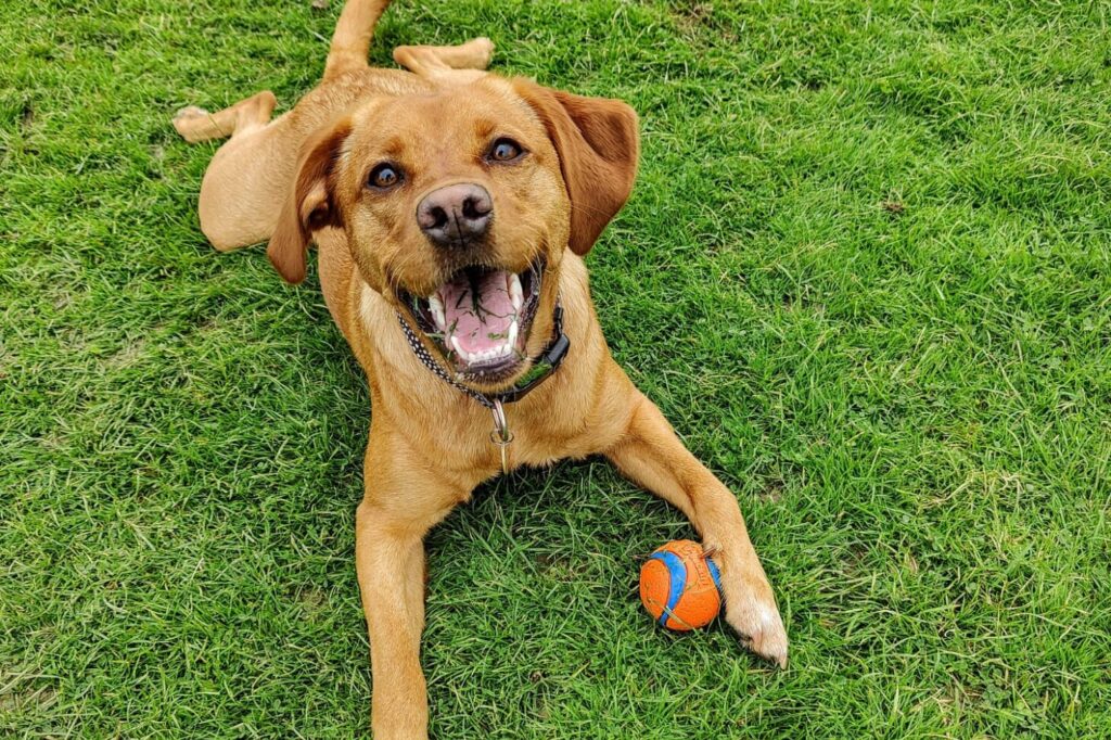 A gold colour springador lying on grass with a ball