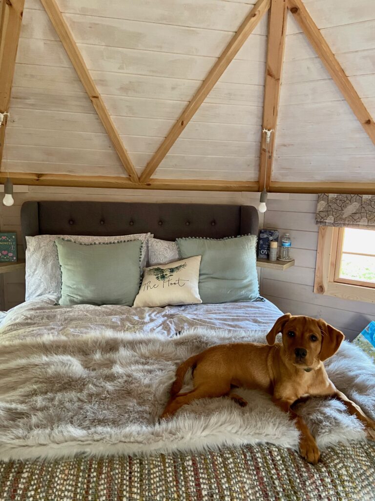 a dog lying on the bed in a dog friendly Airbnb
