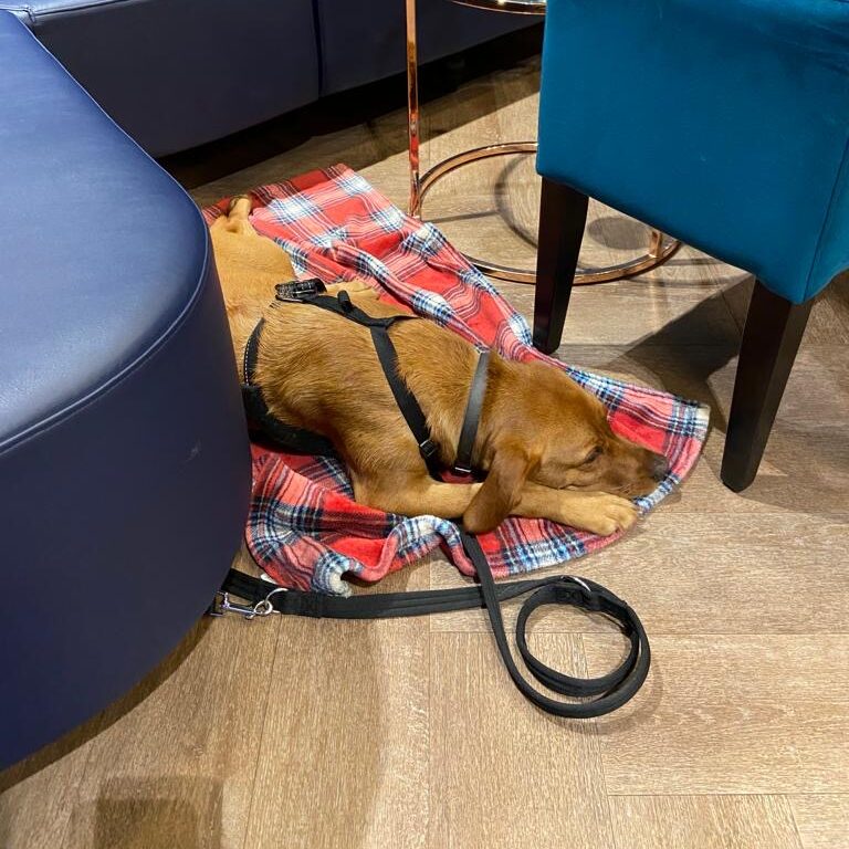 Dog on a blanket