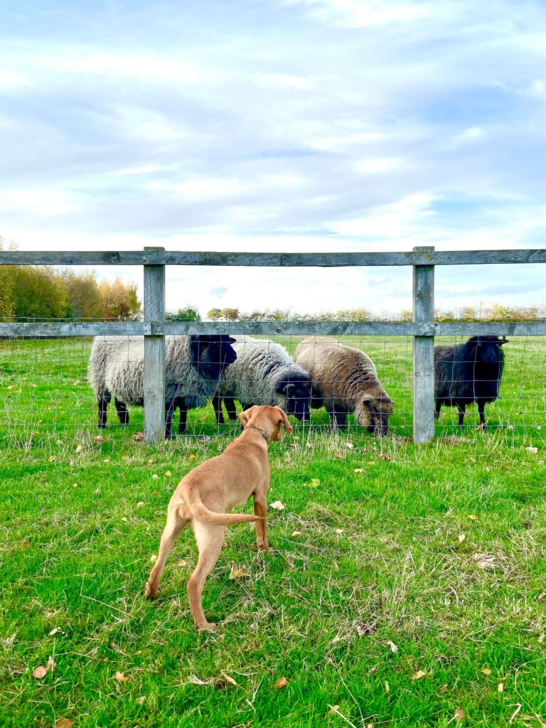 a dog looking at sheep