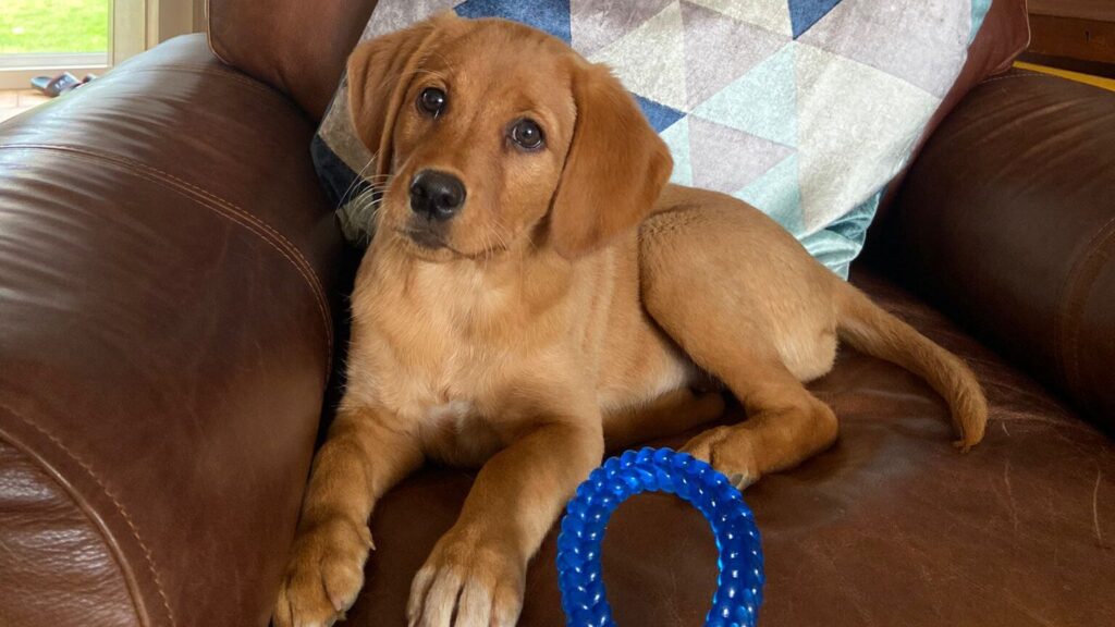 Springador puppy relaxing on an armchair