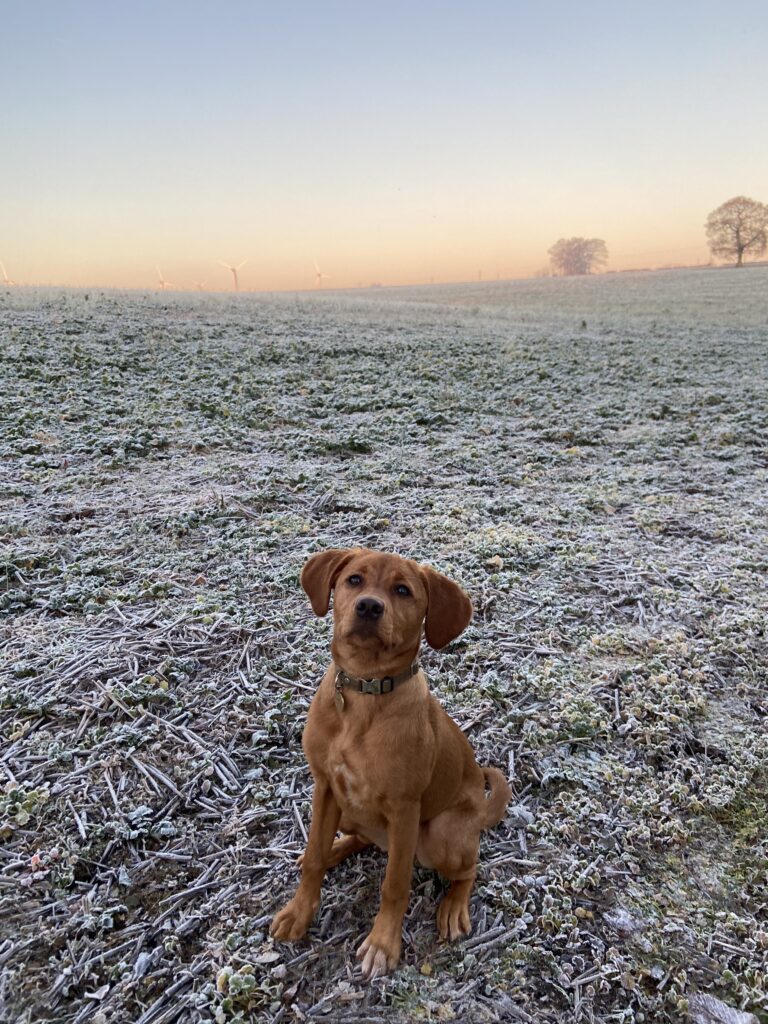 Off Lead Training
