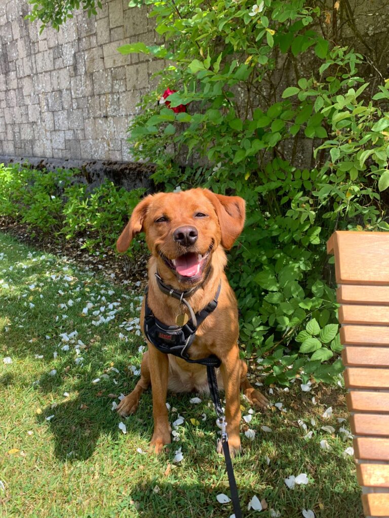 Halti No Pull Harness on a fox red springador