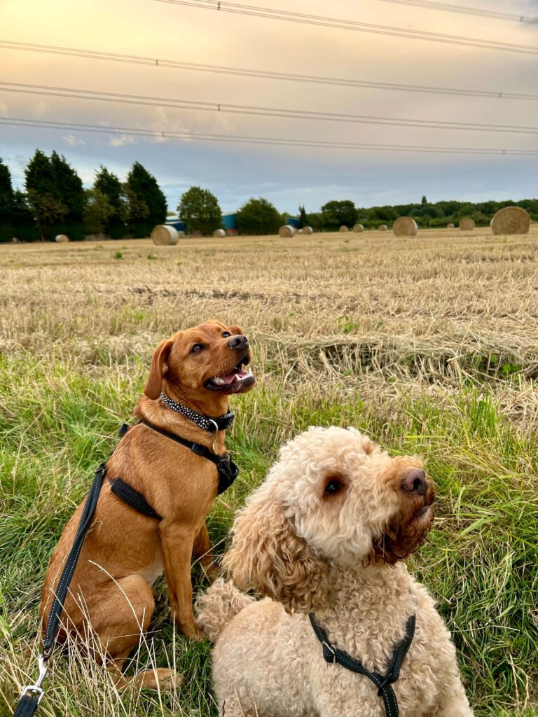 the Halti no pull harness on a fox red springador