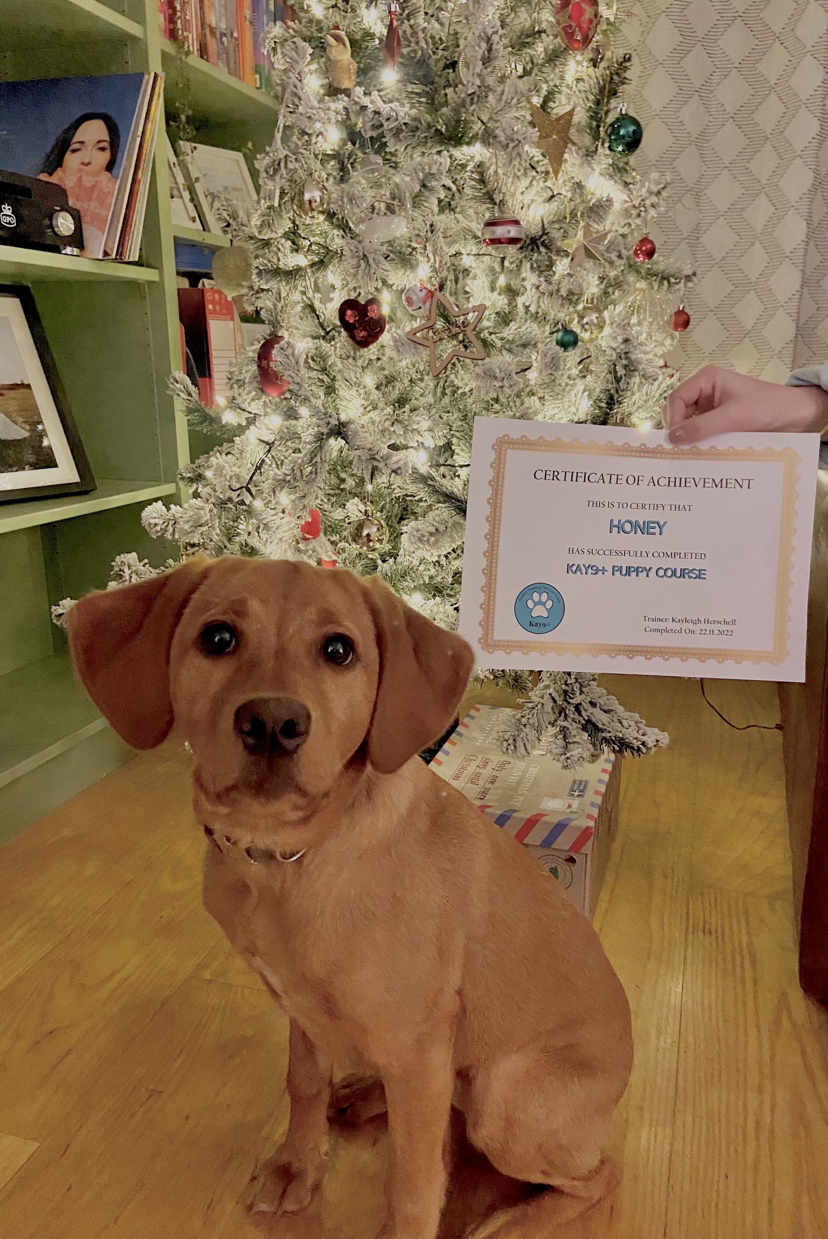 Springador with puppy classes certificate