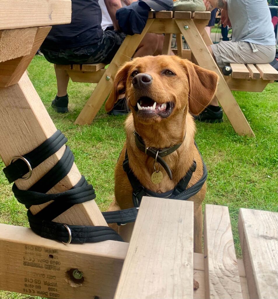 Halti Training lead tied to a table
