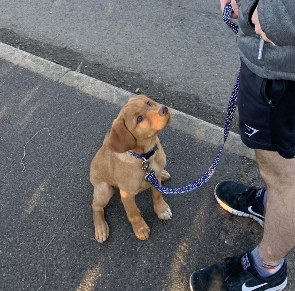 Lead walking training
