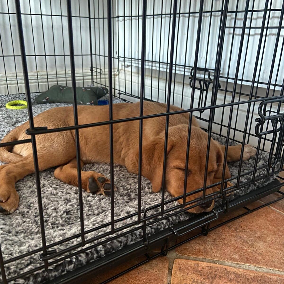 a dog sleeping in their crate
