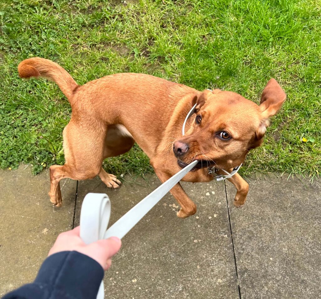 a dog chewing their lead