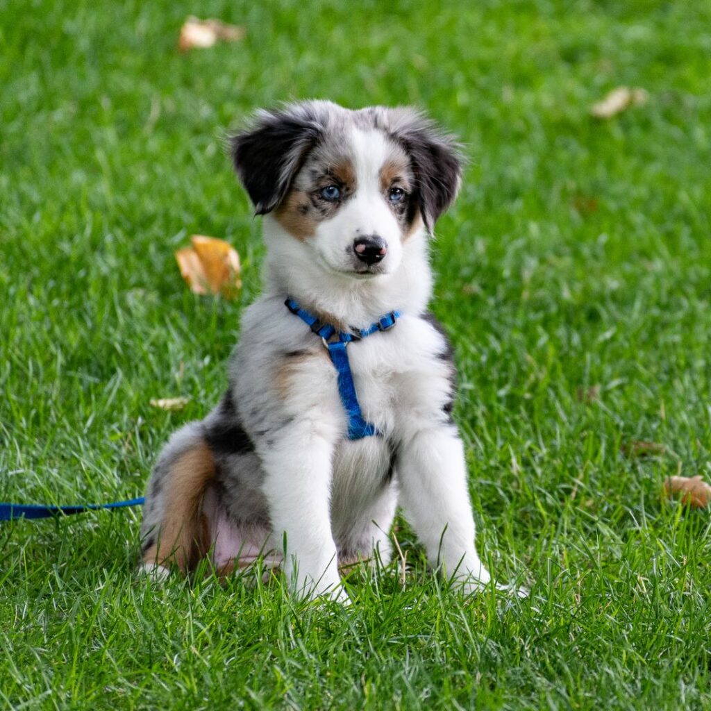 puppy essentials harness