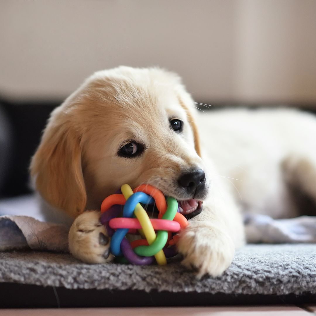 puppy essentials toys