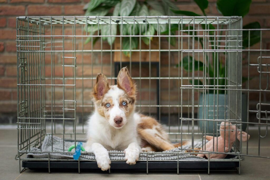 crate training a puppy