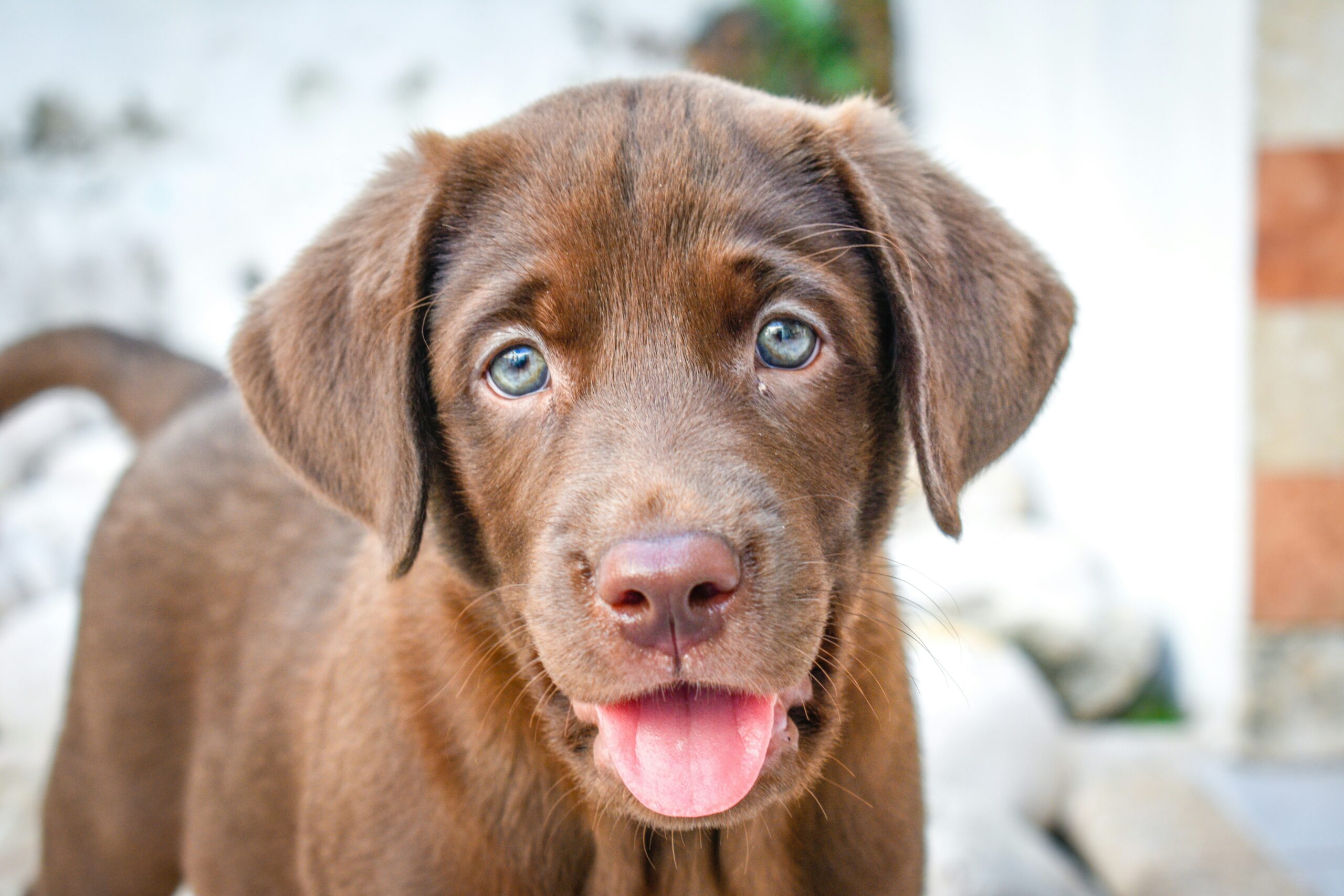 200 Best Boy Puppy Names: A Complete Guide for Your New Dog