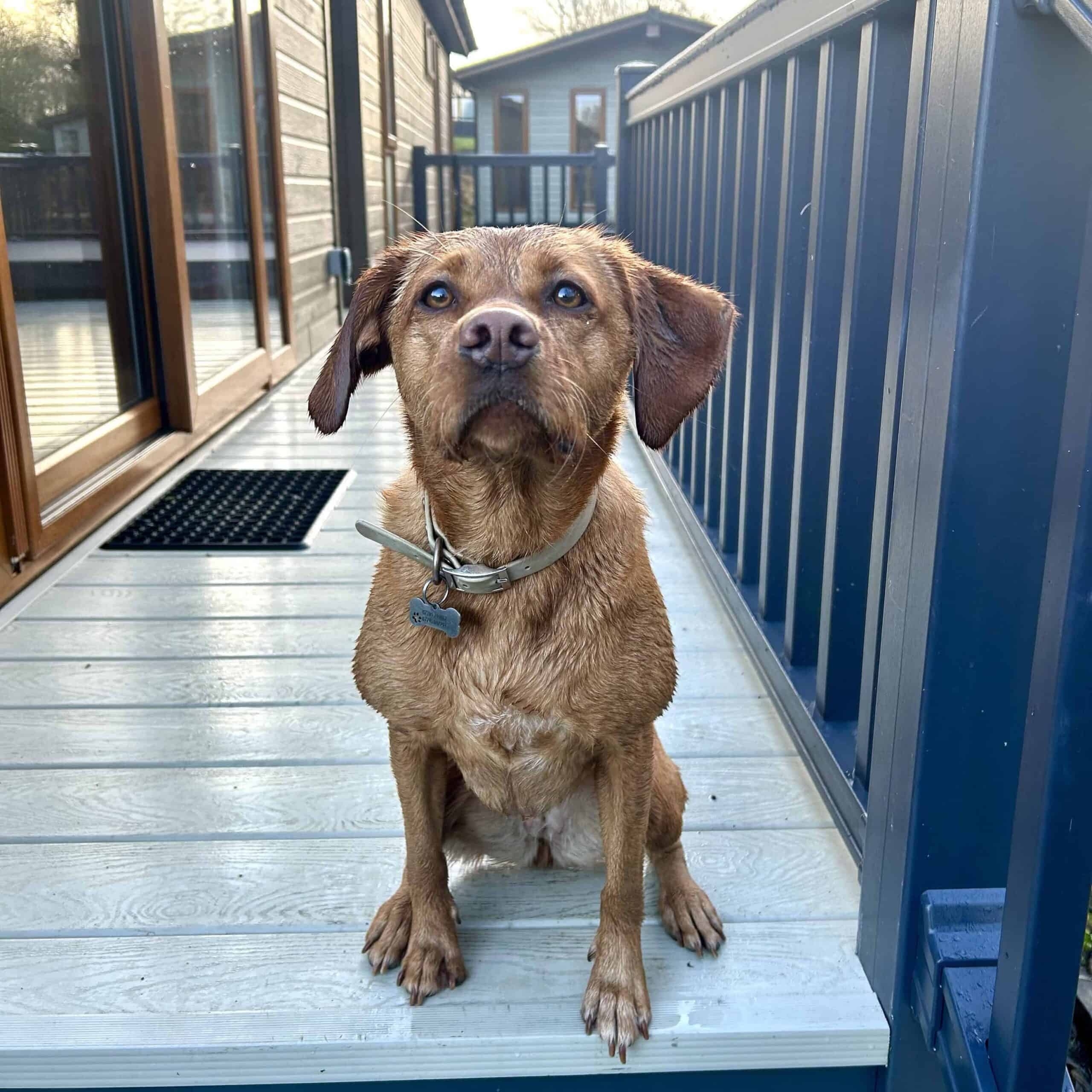 A Dog-Friendly Break in the Lake District: Keswick Reach Lodge Retreat