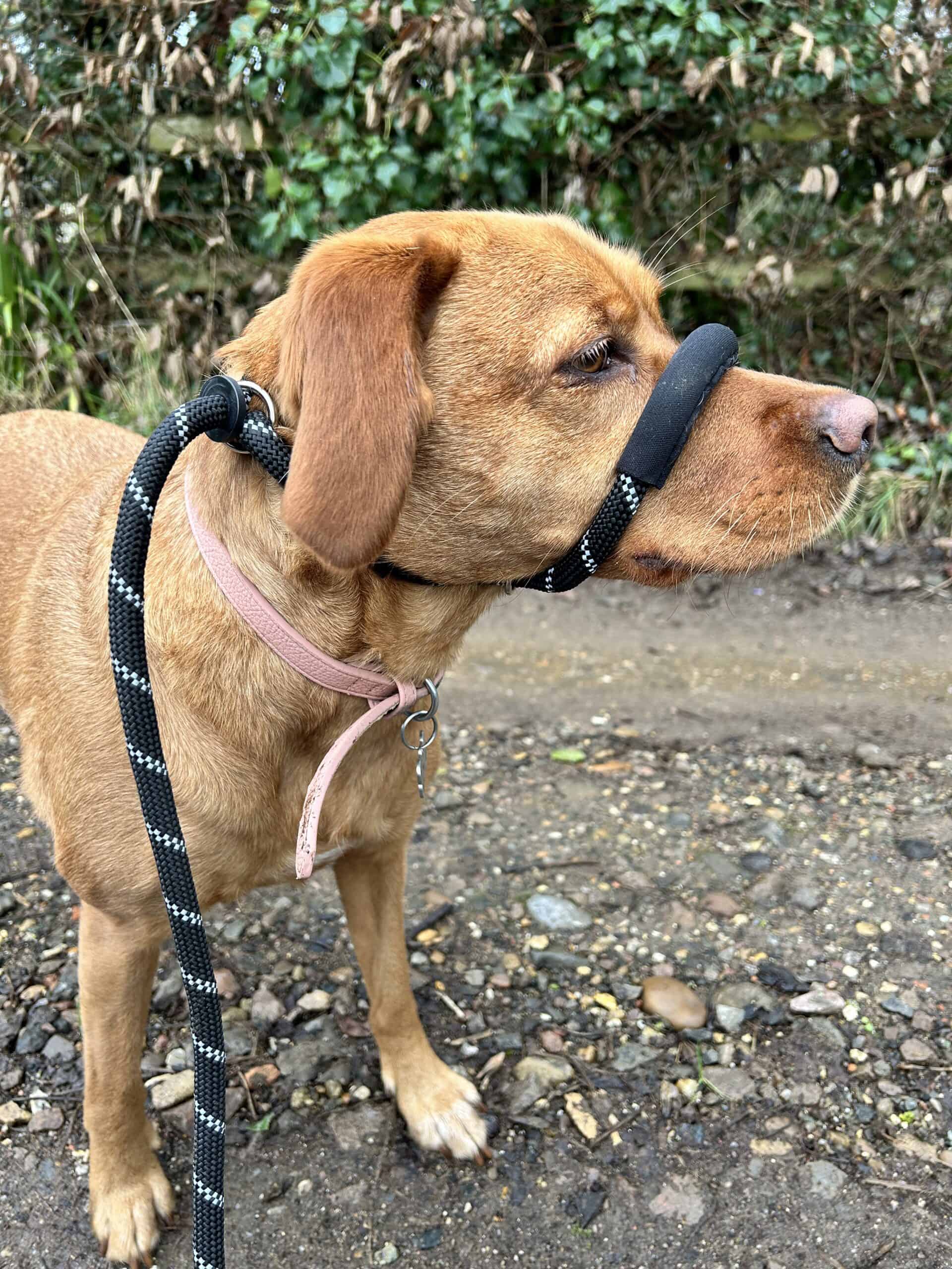 Figure of 8 Lead: What It Is, How It Works & Why It Helped My Dog Walk Calmly