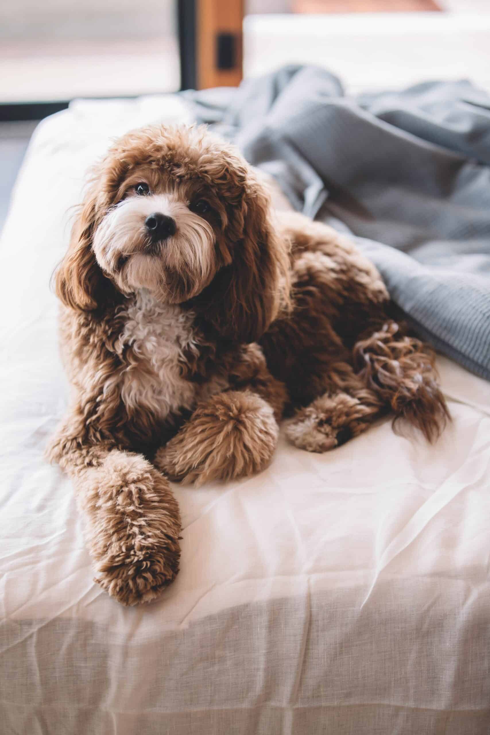 5 Luxury Dog Friendly Hotels in Yorkshire: Perfect for a Relaxing Break with Your Dog