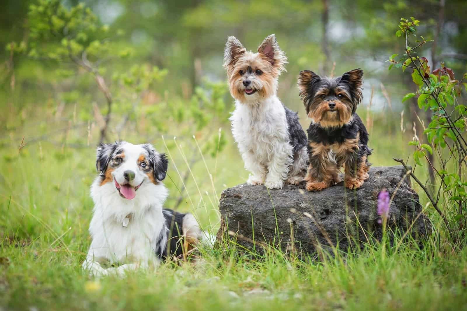 What Dog Should I Get? How to Choose the Right Dog for Your Lifestyle
