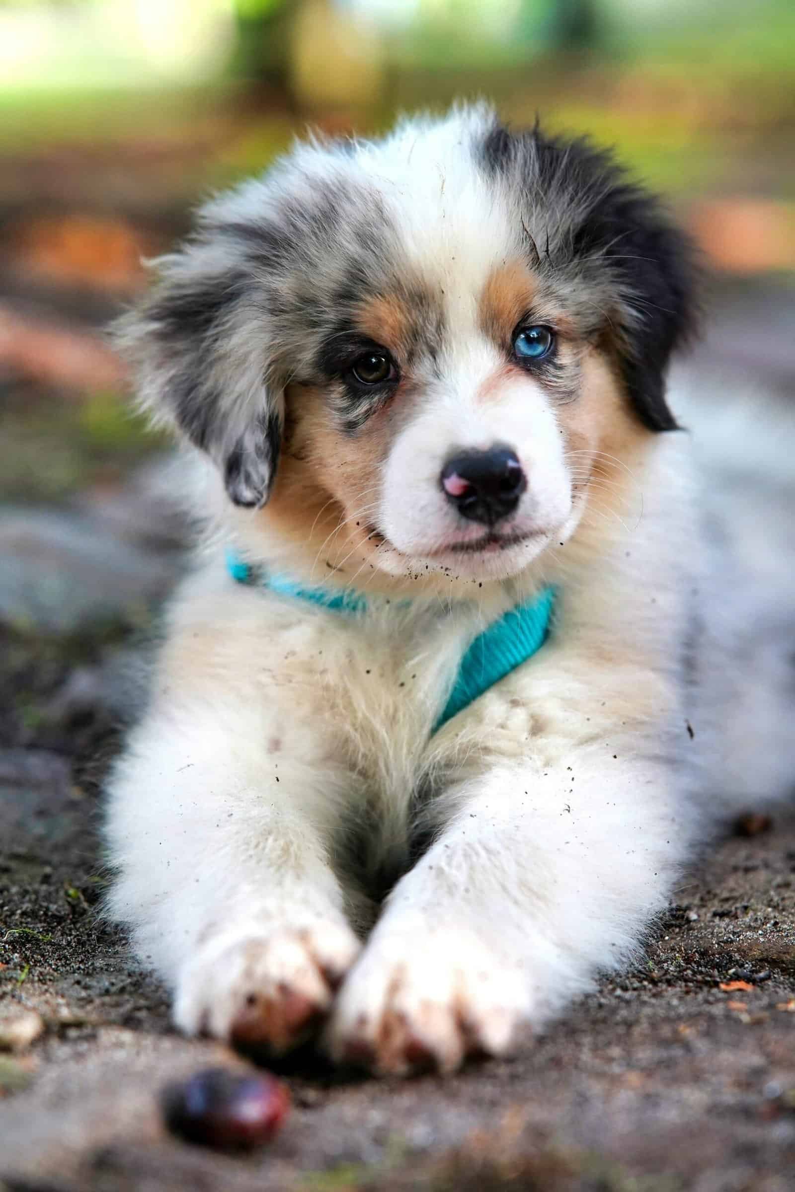 New Puppy Checklist: Everything You Need to Do Before Bringing Your Puppy Home