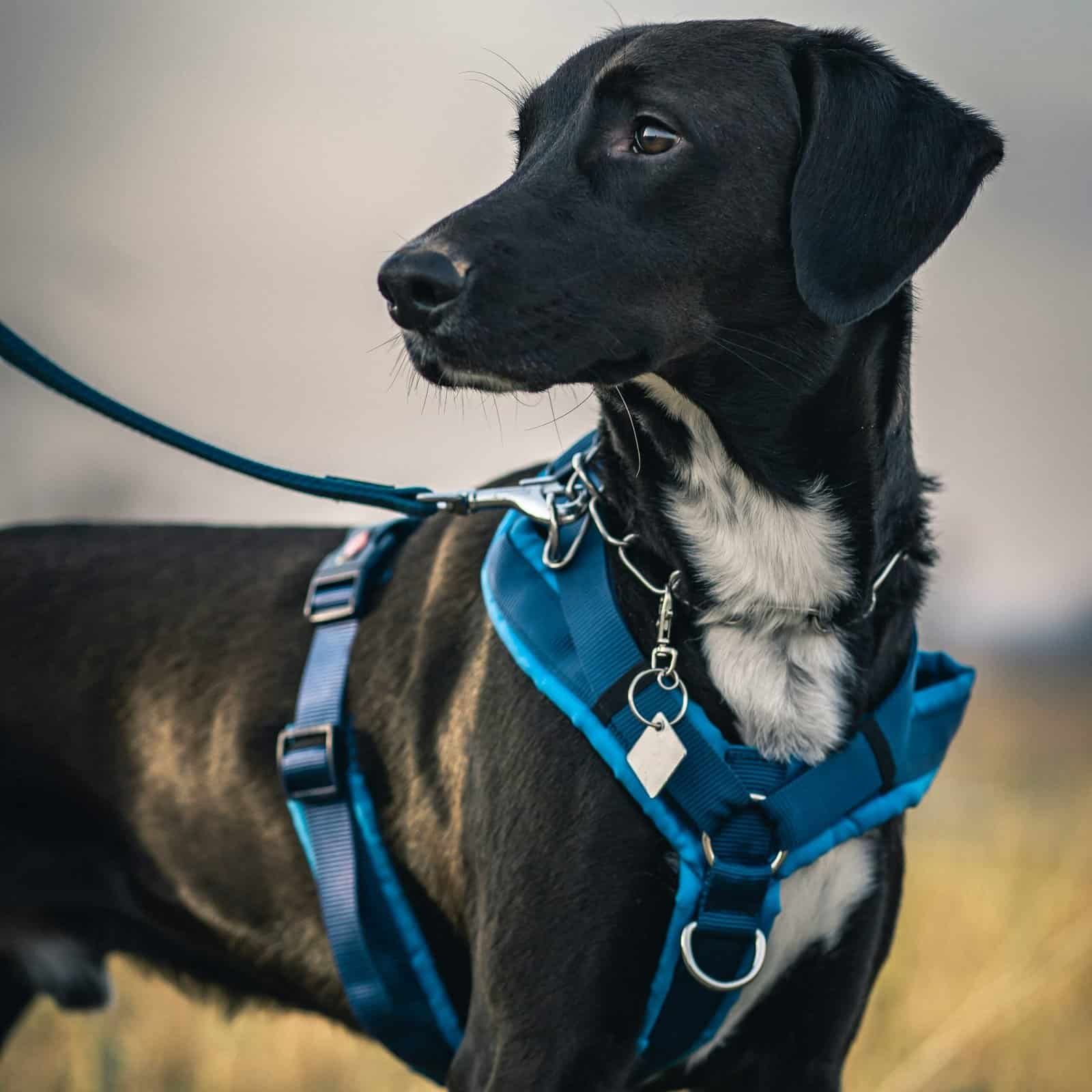 Dog Walking Essentials: Everything You Need for a Dog Walk