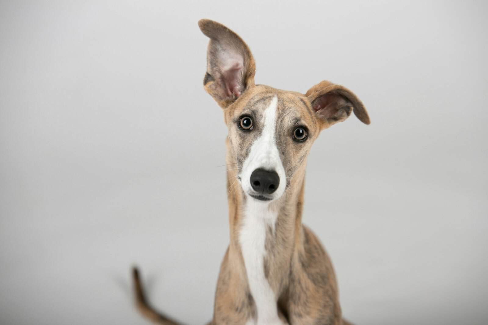 Best Dogs for First Time Owners: 10 Breeds to Consider